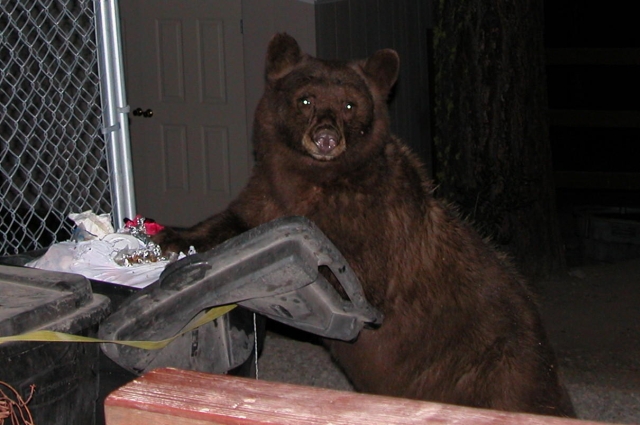 BearBusted.jpg