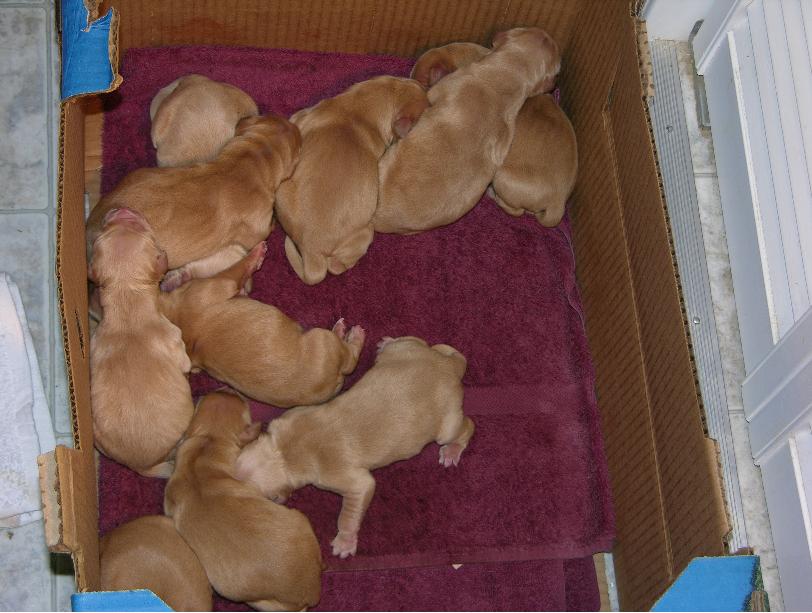 Dogpile.jpg