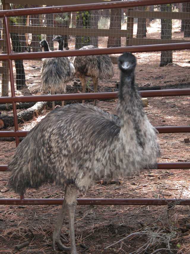 Emu.jpg