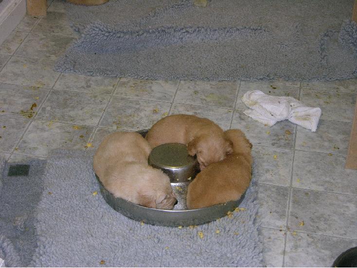 dogdish.jpg