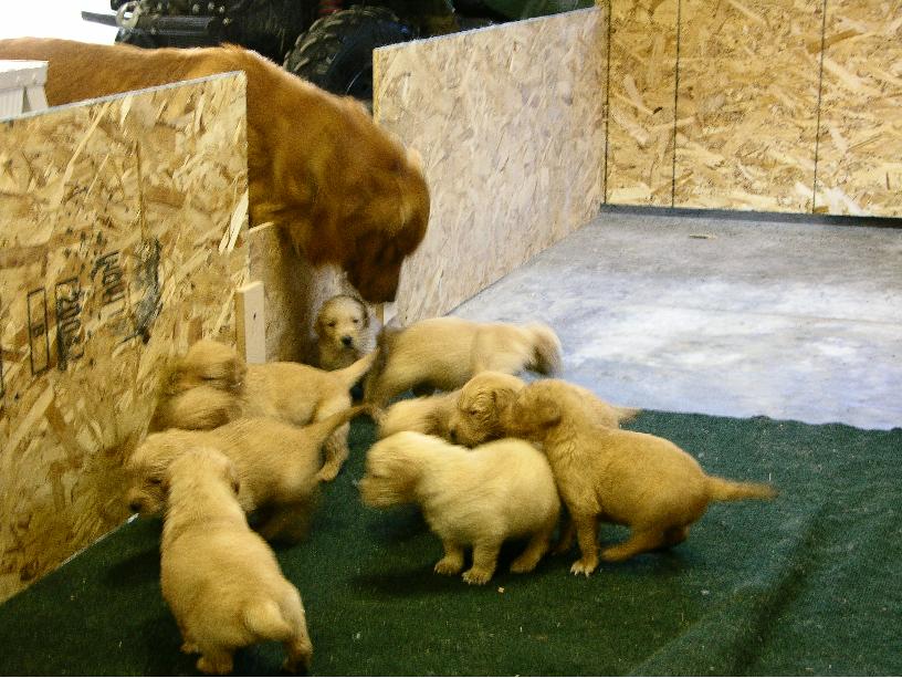puppiesx.jpg