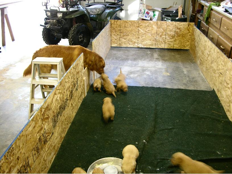 puppiesx2.jpg