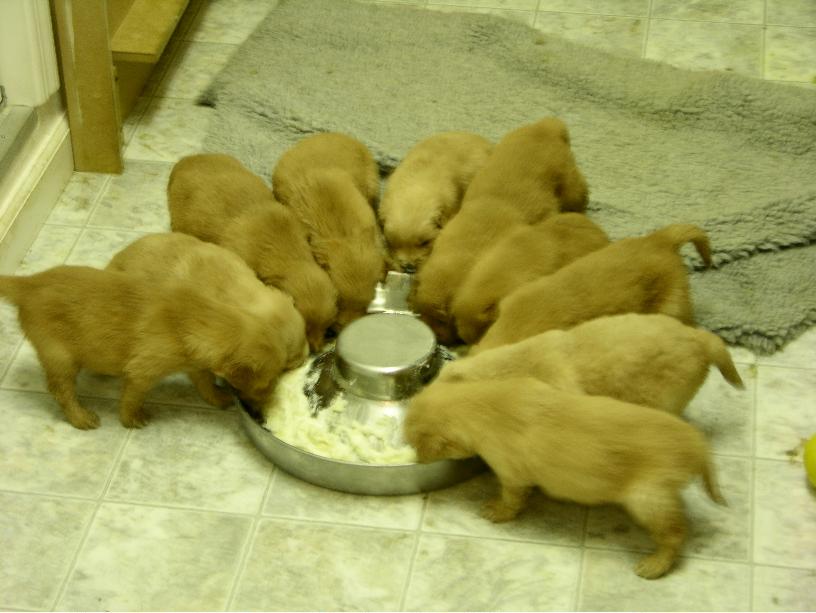 puppiesx3.jpg