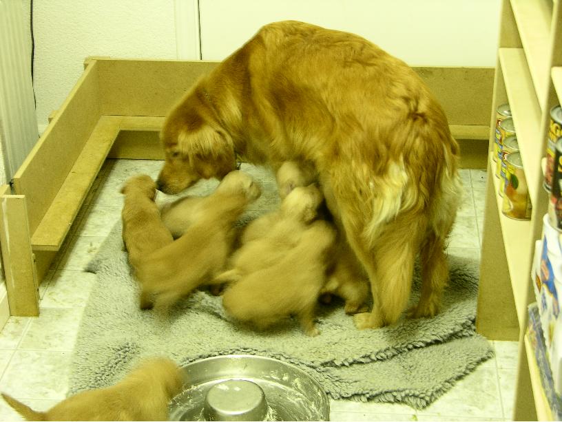 puppiesx4.jpg