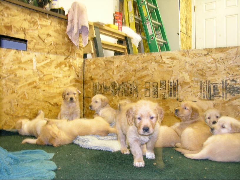 pupppppies234.JPG